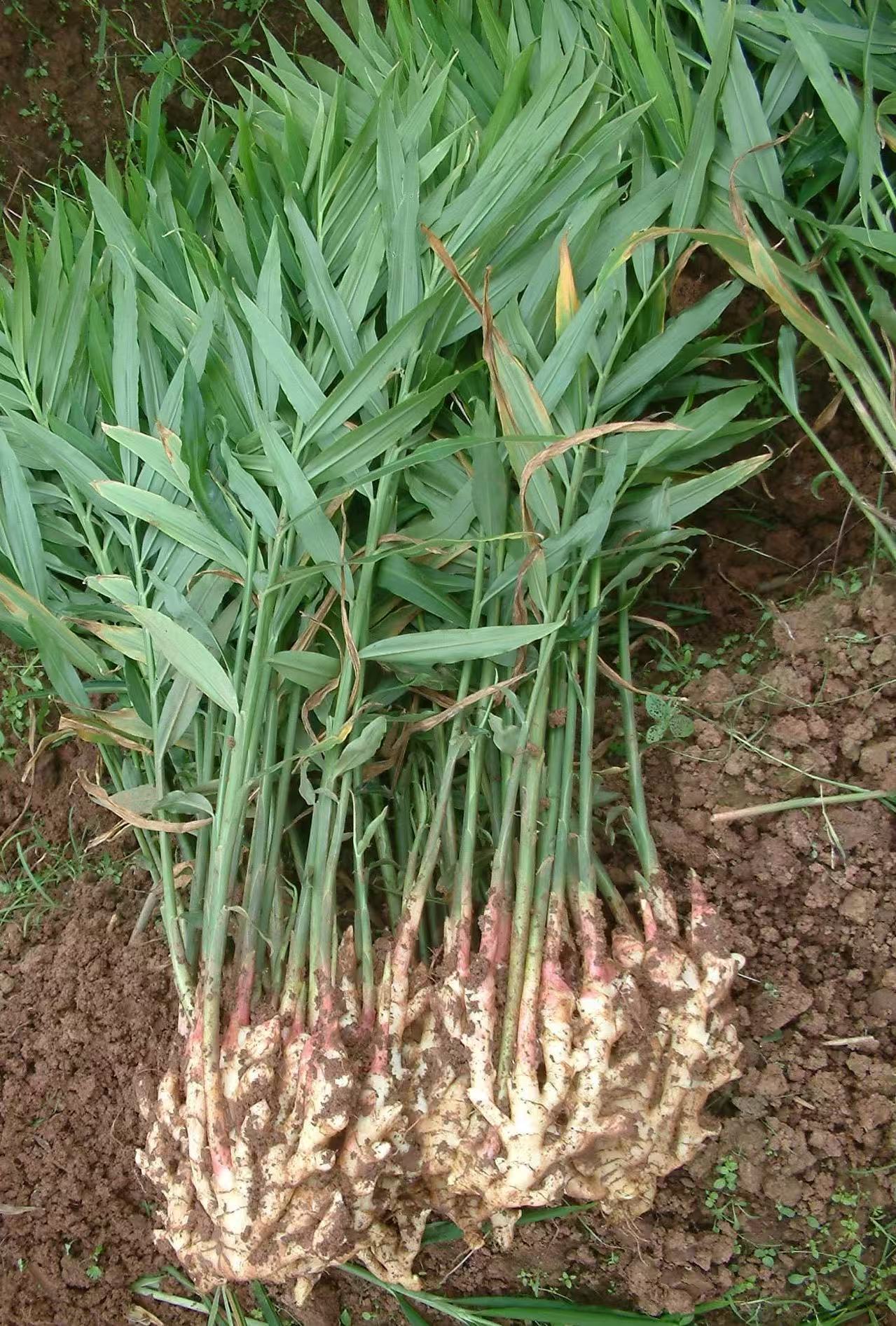 生姜的冷庫儲存，是一個技術(shù)很強(qiáng)的領(lǐng)域。做好以下幾點，不僅能保證生姜的品質(zhì)，還能大大降低損耗，提升經(jīng)濟(jì)效益。